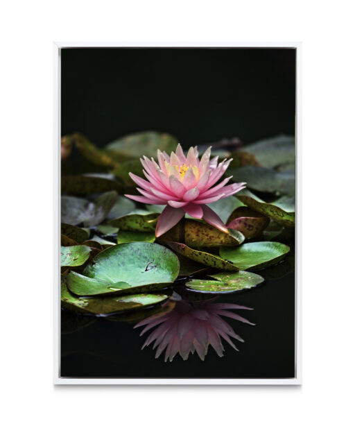 Floating Water Lily Floral FLORES_006 - Image 6