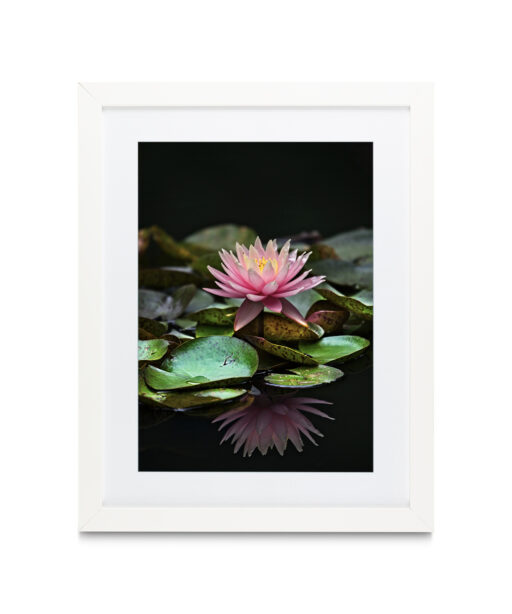 Floating Water Lily Floral FLORES_006 - Image 3