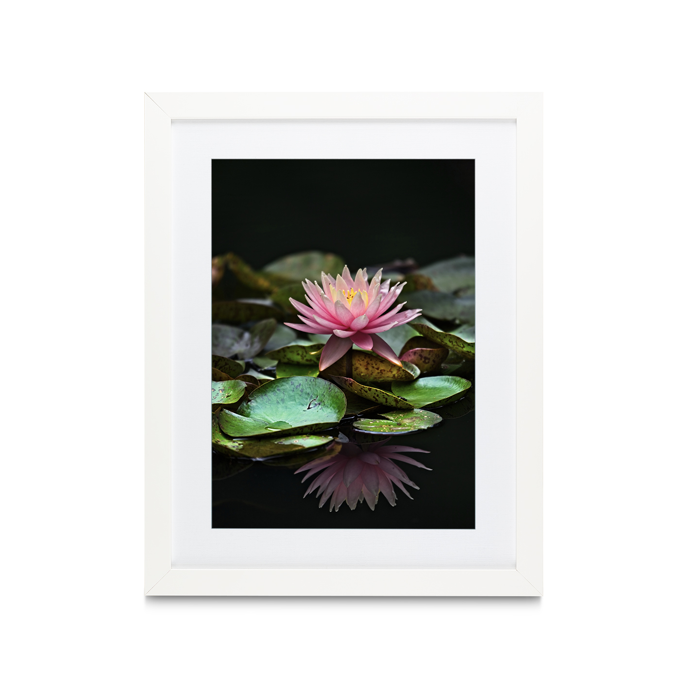 Floating Water Lily Floral FLORES_006 - Image 3