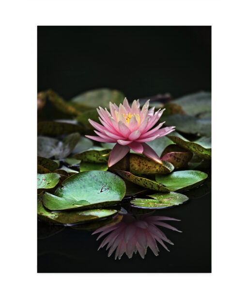 Floating Water Lily Floral FLORES_006 - Image 7