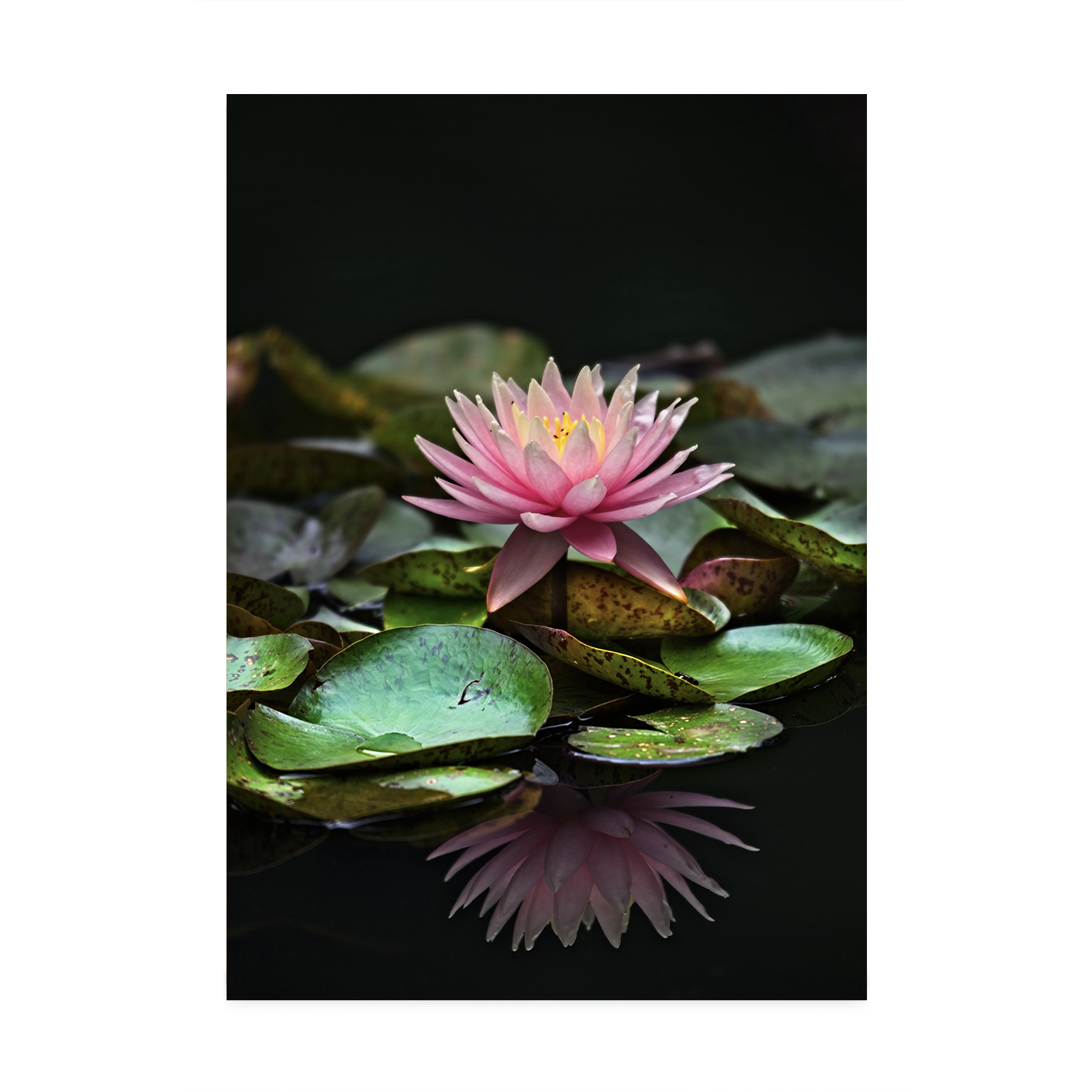 Floating Water Lily Floral FLORES_006 - Image 7
