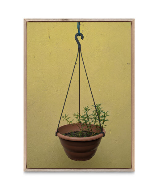 Hanging Plant Floral FLORES_007 - Image 5