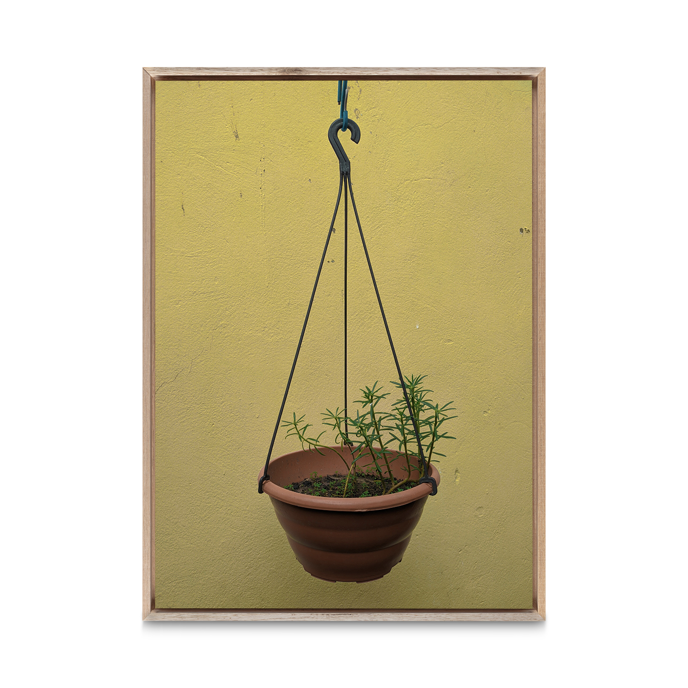 Hanging Plant Floral FLORES_007 - Image 5