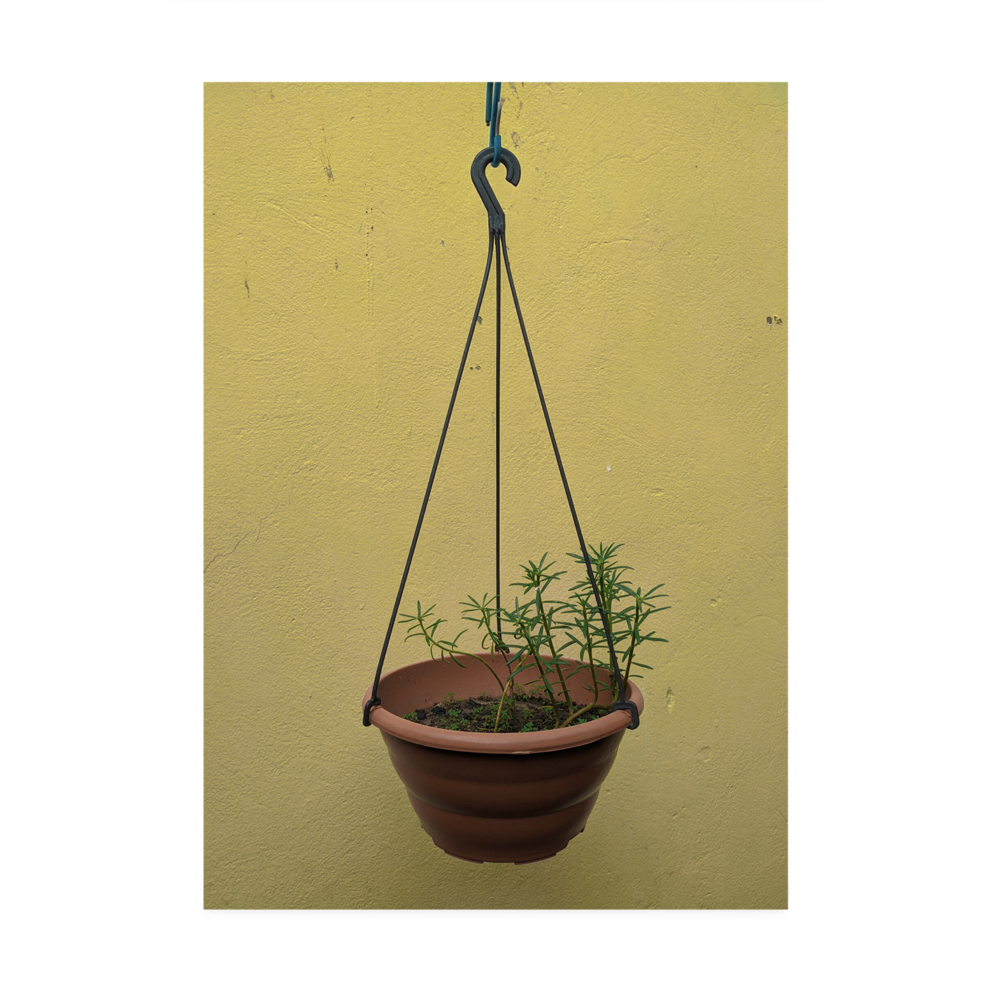 Hanging Plant Floral FLORES_007 - Image 7