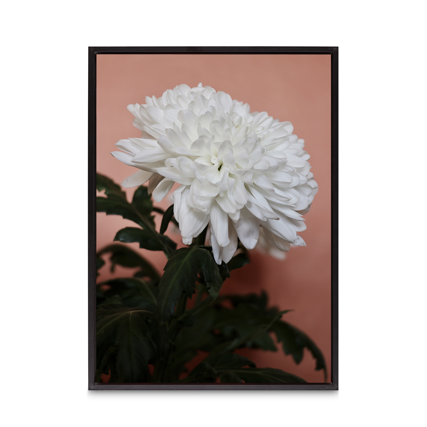 White Chrysanthemum Floral FLORES_008 - Image 8