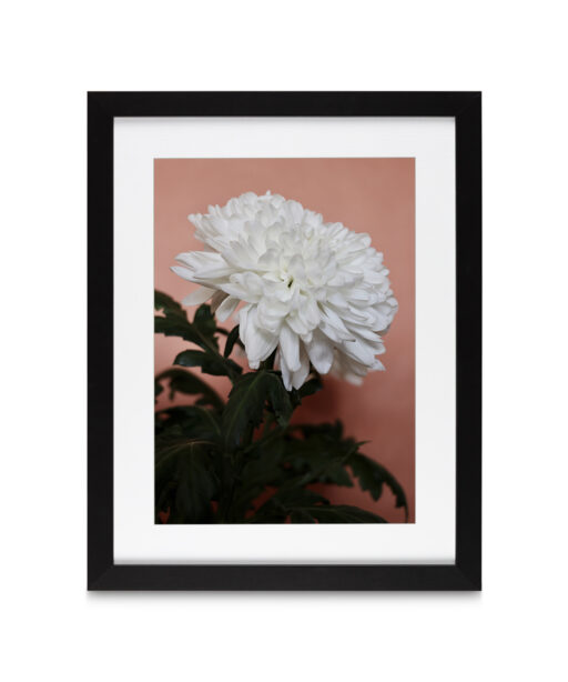 White Chrysanthemum Floral FLORES_008 - Image 4