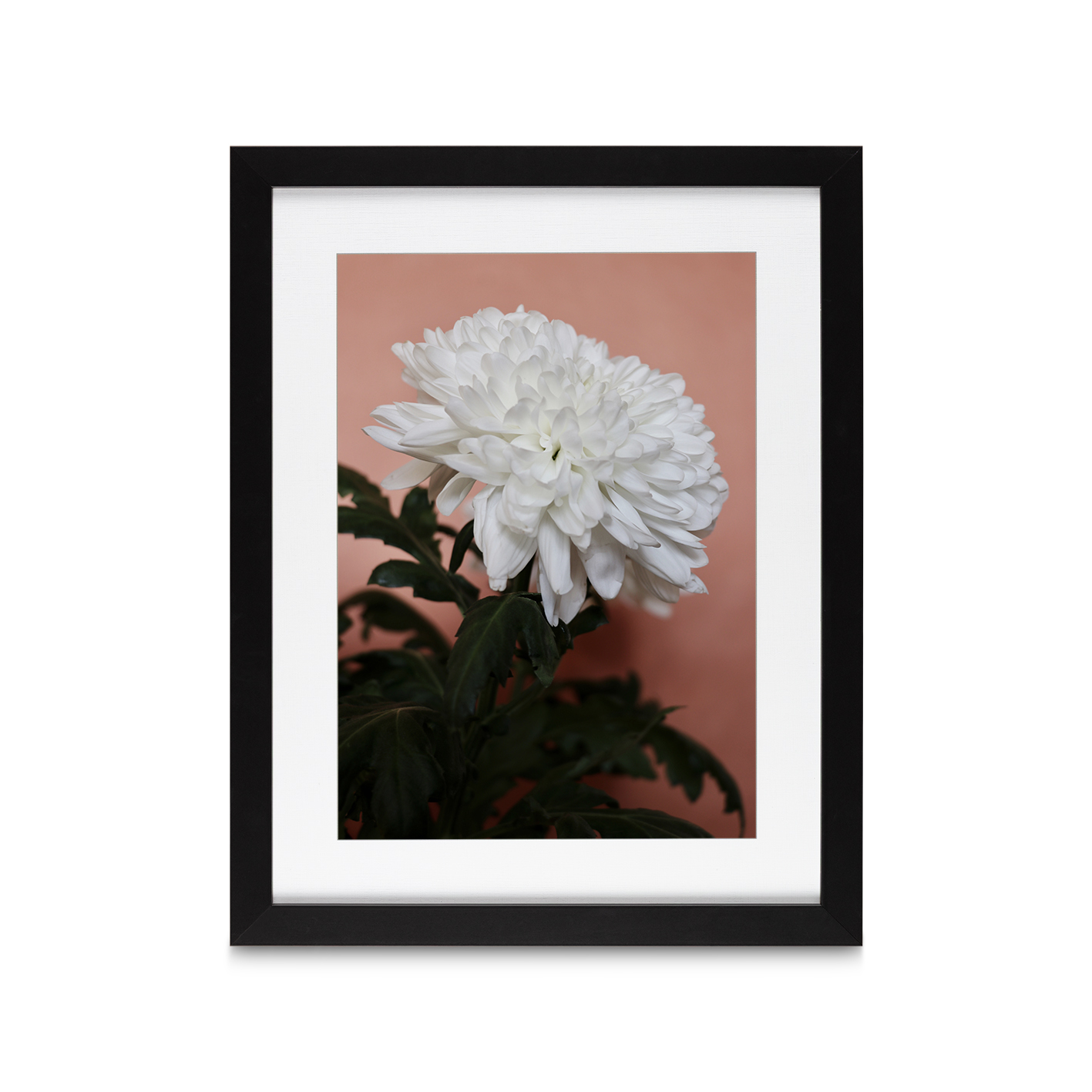 White Chrysanthemum Floral FLORES_008 - Image 4