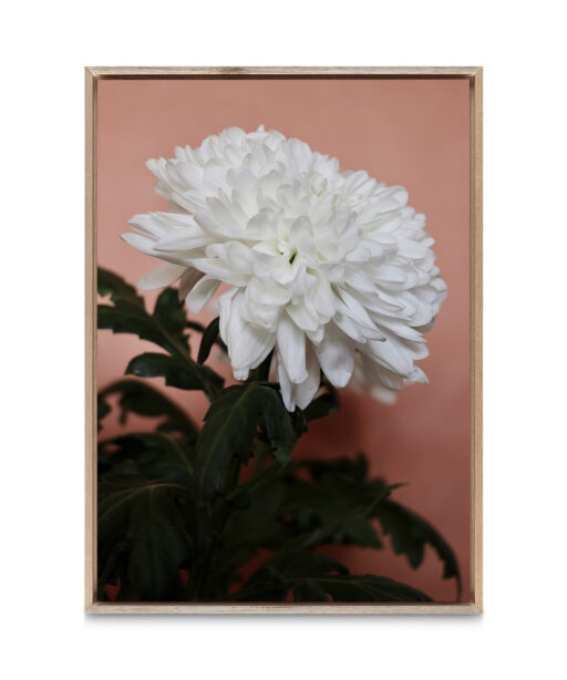 White Chrysanthemum Floral FLORES_008 - Image 5