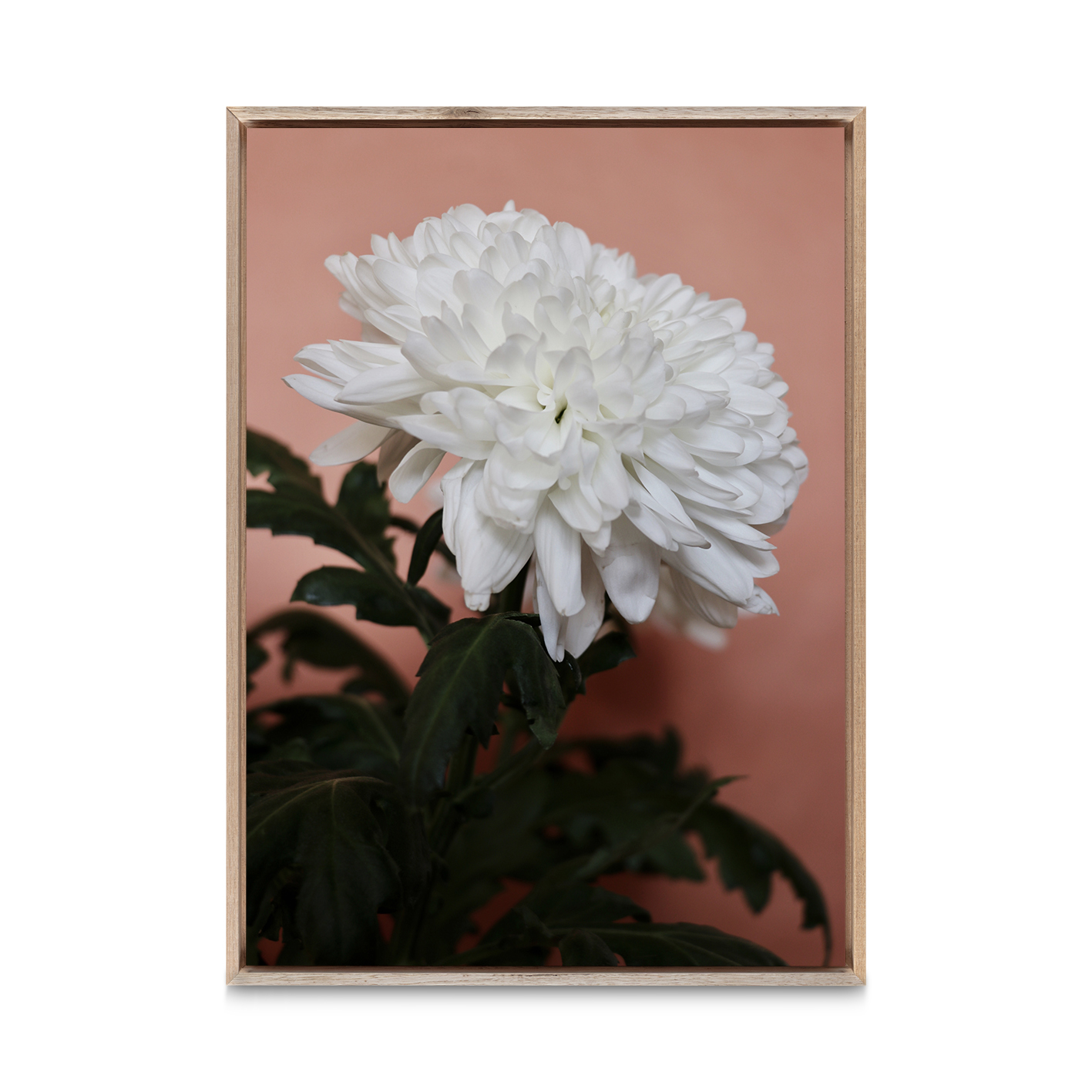 White Chrysanthemum Floral FLORES_008 - Image 5