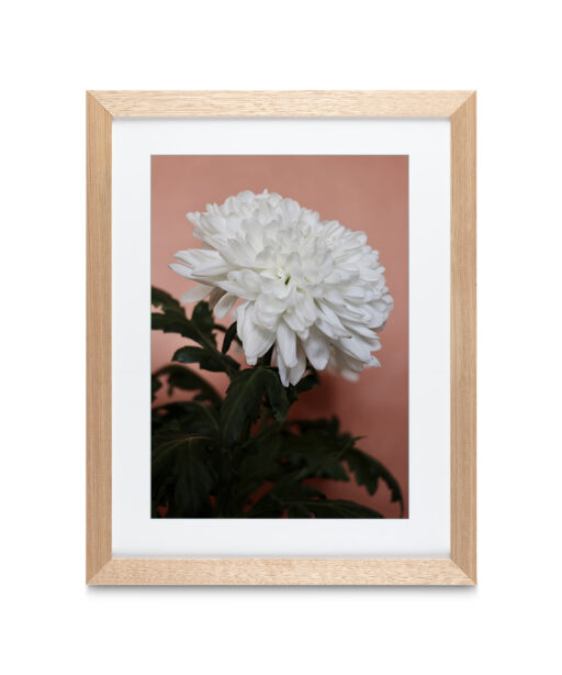 Alternative view of White Chrysanthemum Floral FLORES_008