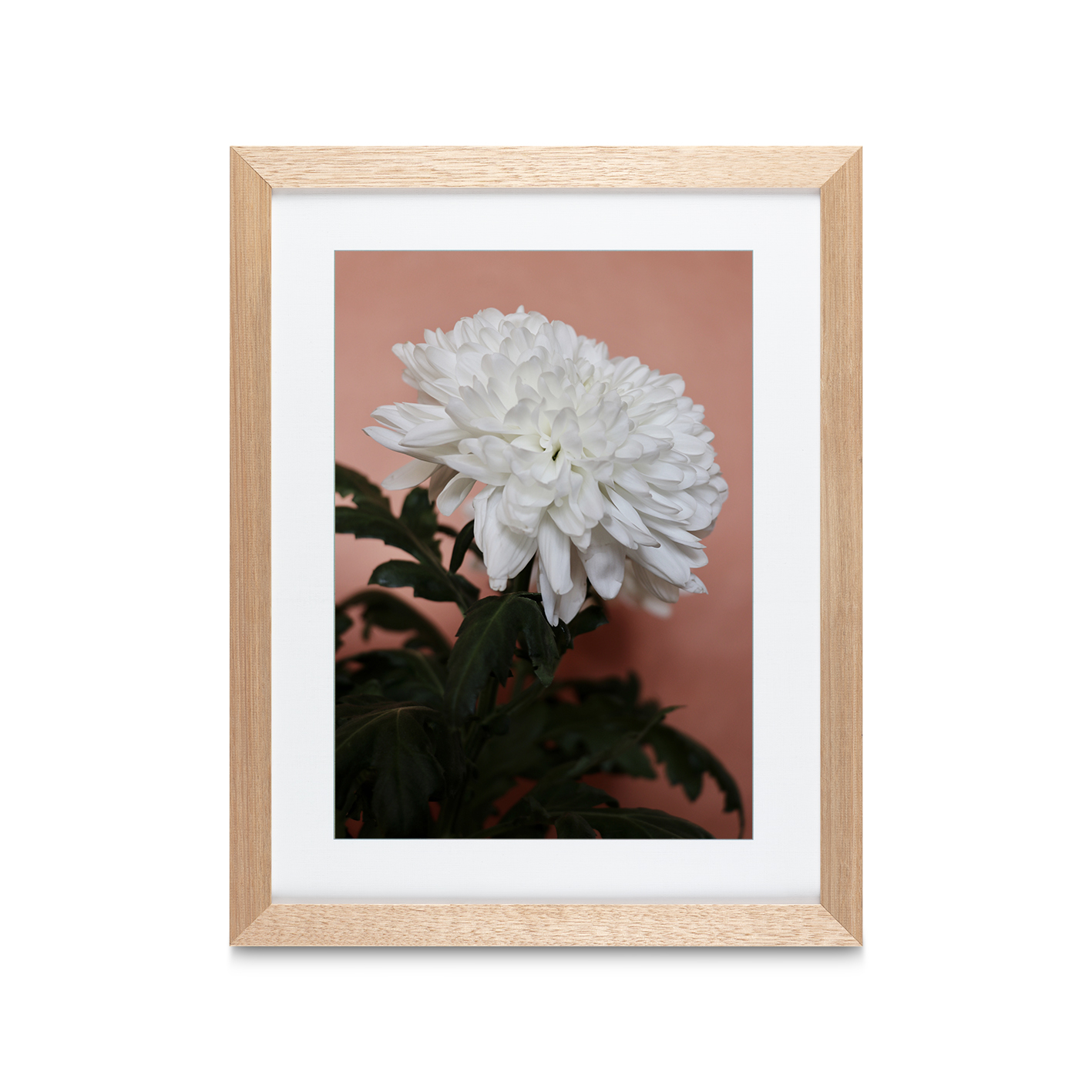 White Chrysanthemum Floral FLORES_008 - Image 2