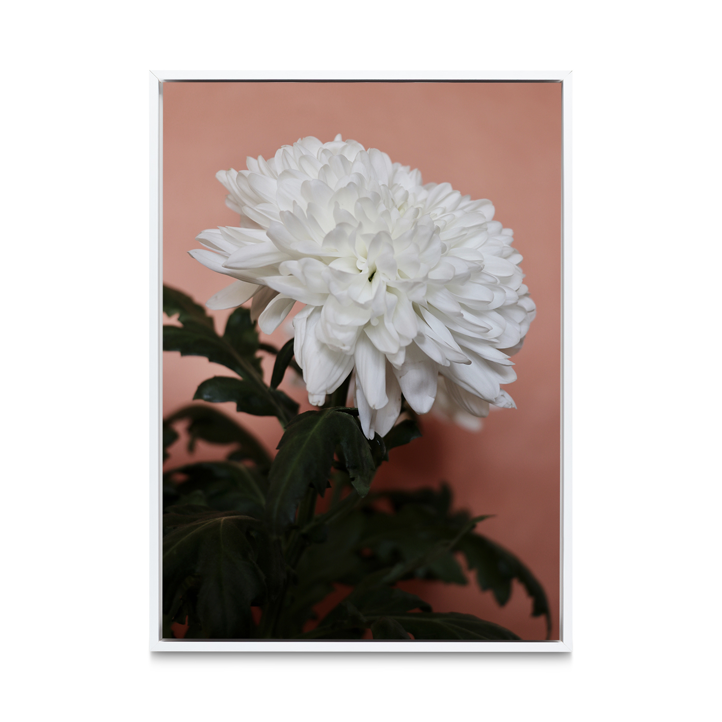 White Chrysanthemum Floral FLORES_008 - Image 6