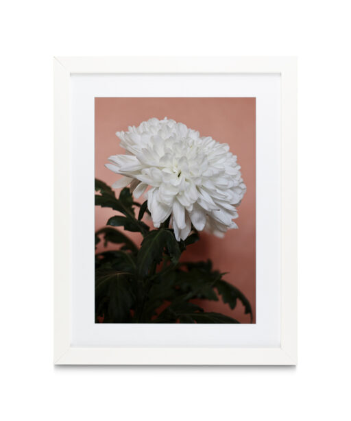 White Chrysanthemum Floral FLORES_008 - Image 3
