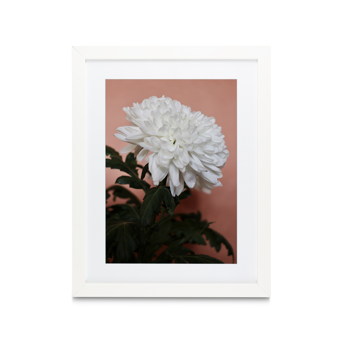 White Chrysanthemum Floral FLORES_008 - Image 3