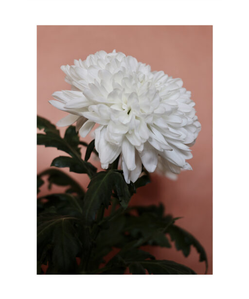 White Chrysanthemum Floral FLORES_008 - Image 7