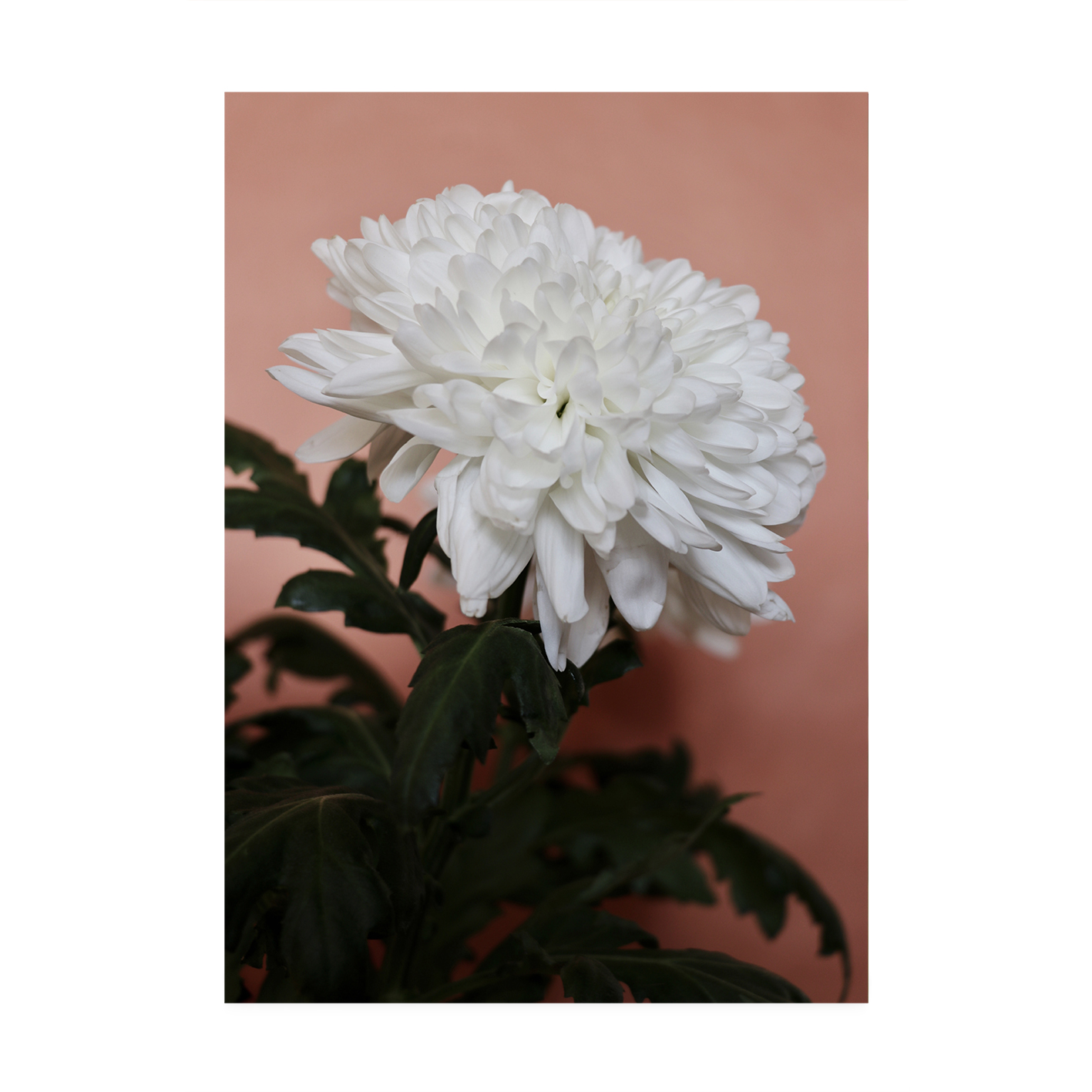 White Chrysanthemum Floral FLORES_008 - Image 7