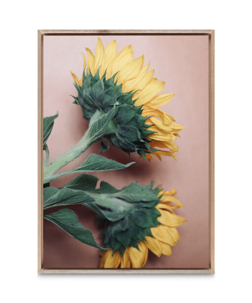 Sunflowers Floral FLORES_009 - Image 5
