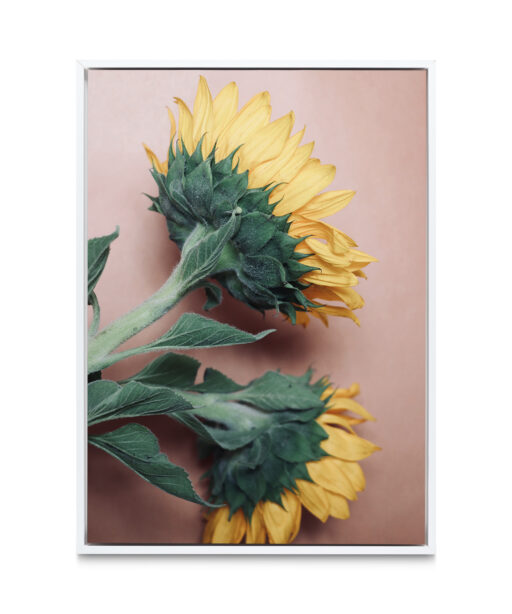 Sunflowers Floral FLORES_009 - Image 6