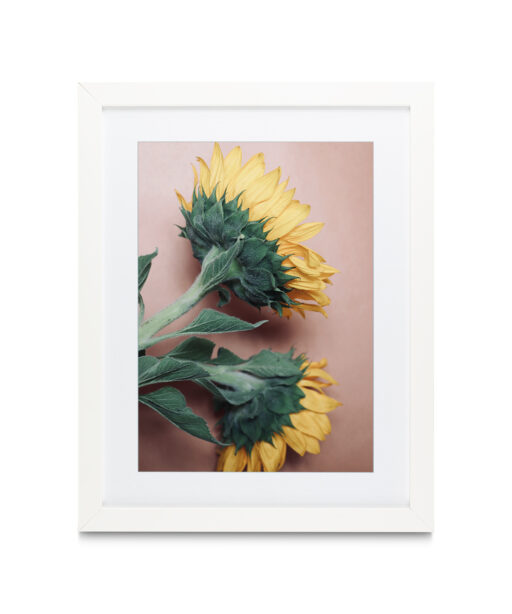 Alternative view of Sunflowers Floral FLORES_009