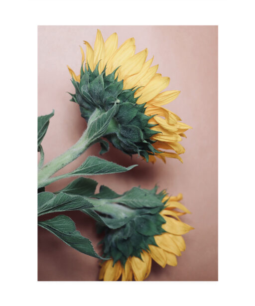Sunflowers Floral FLORES_009 - Image 7