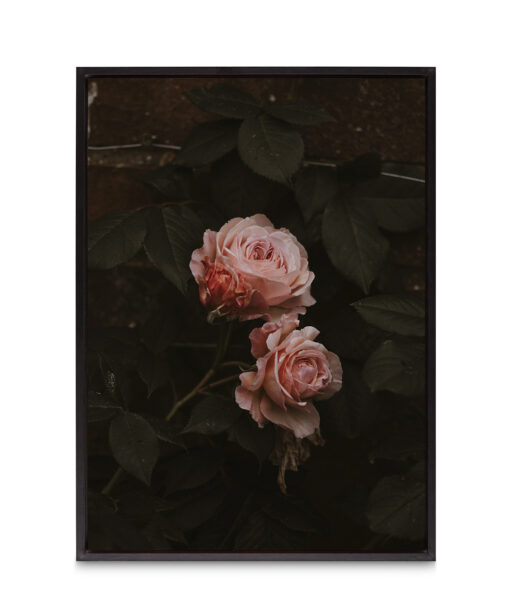Pink Roses on Black Floral FLORES_010 - Image 8
