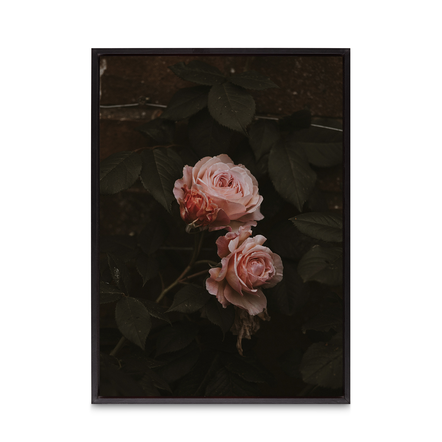 Pink Roses on Black Floral FLORES_010 - Image 8