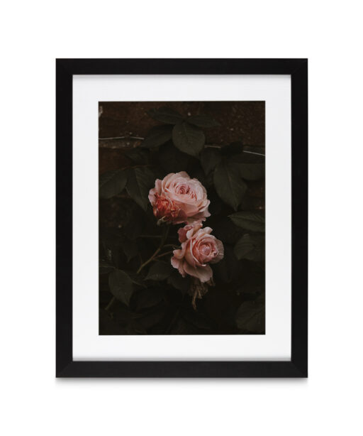Pink Roses on Black Floral FLORES_010 - Image 4