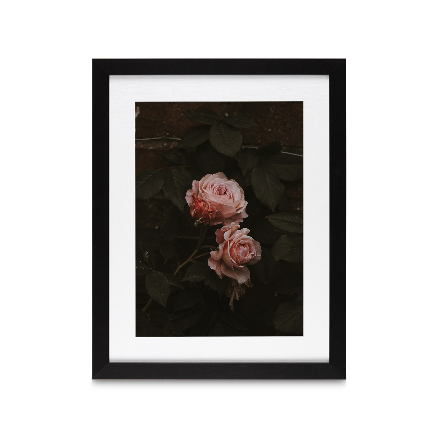 Pink Roses on Black Floral FLORES_010 - Image 4