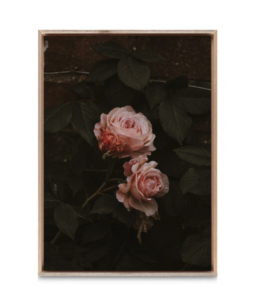 Pink Roses on Black Floral FLORES_010 - Image 5