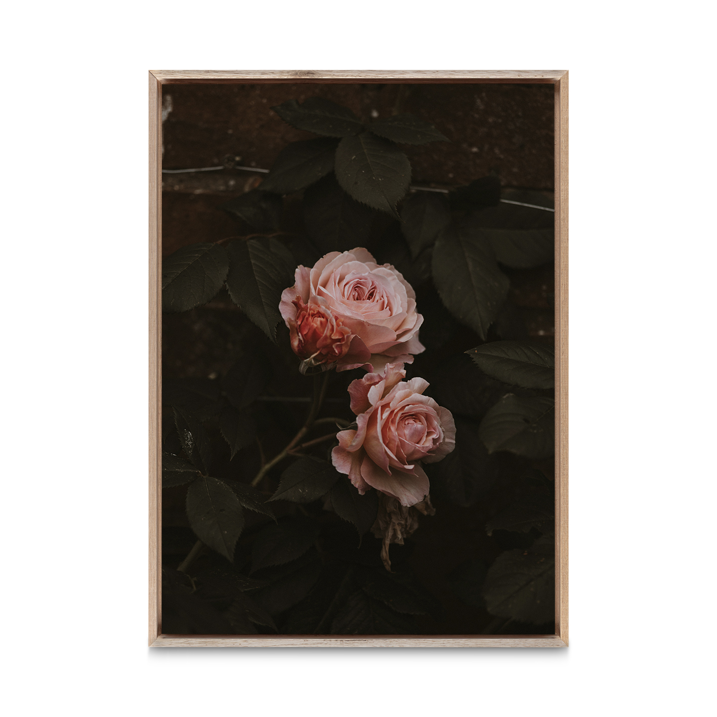 Pink Roses on Black Floral FLORES_010 - Image 5