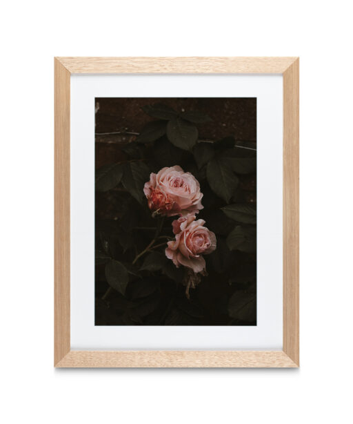 Alternative view of Pink Roses on Black Floral FLORES_010