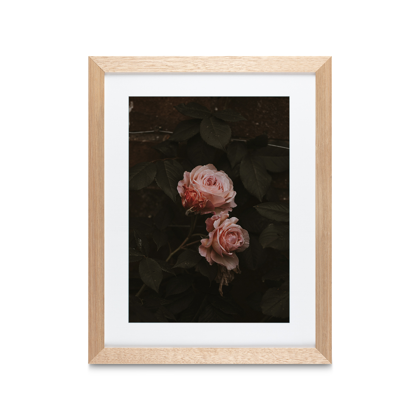 Pink Roses on Black Floral FLORES_010 - Image 2