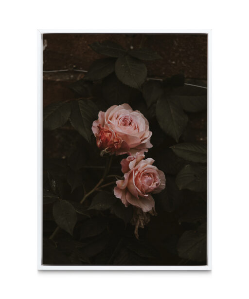 Pink Roses on Black Floral FLORES_010 - Image 6