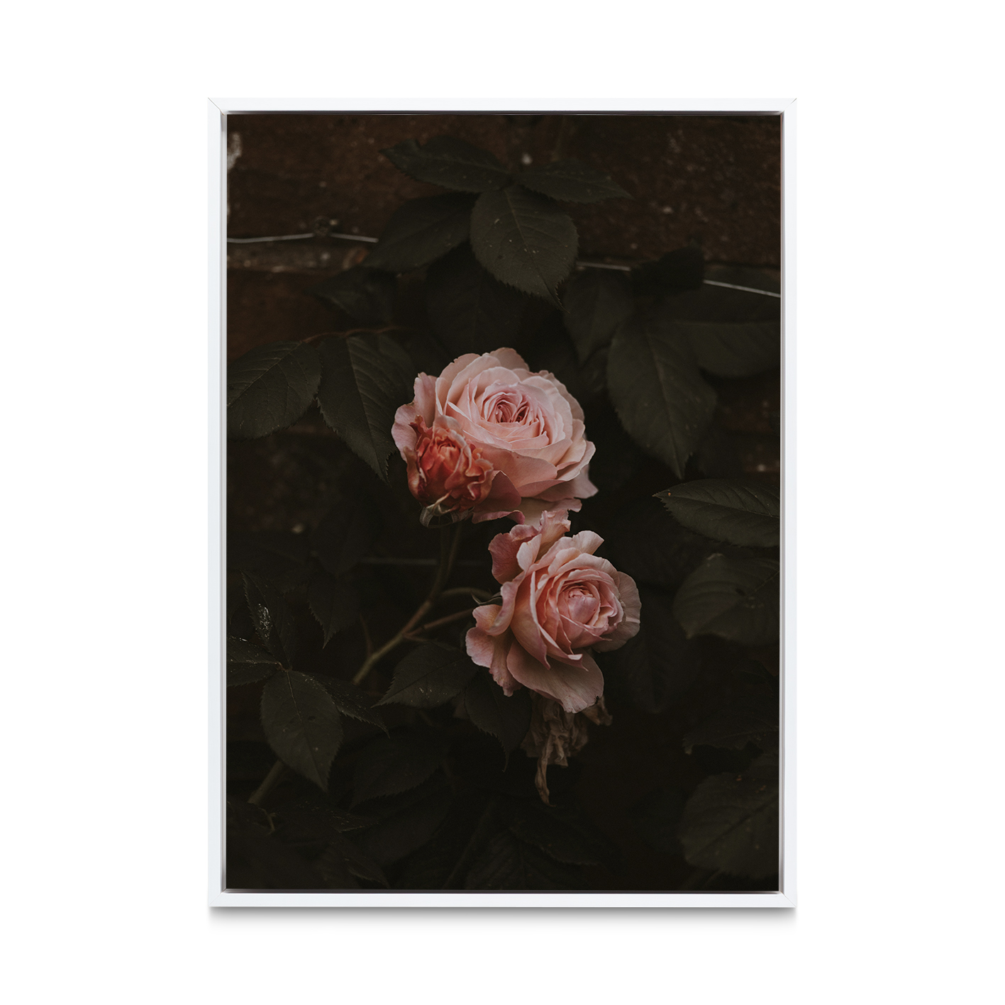 Pink Roses on Black Floral FLORES_010 - Image 6