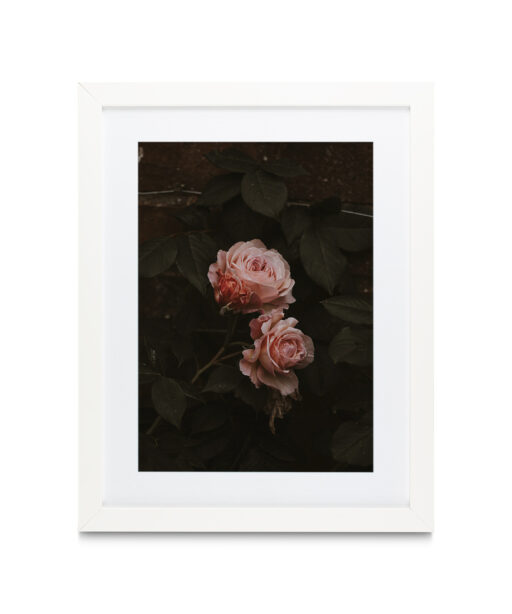 Pink Roses on Black Floral FLORES_010 - Image 3