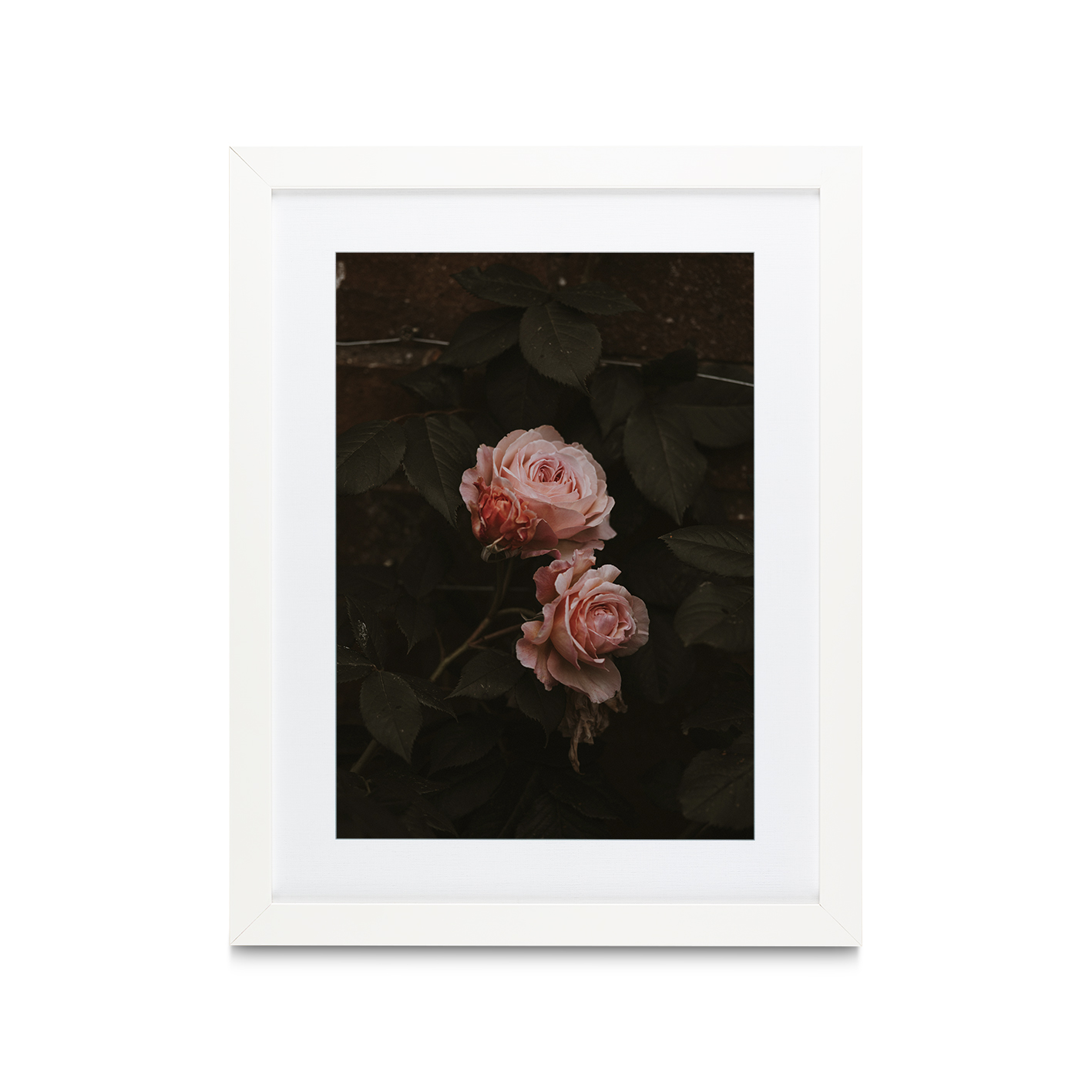Pink Roses on Black Floral FLORES_010 - Image 3