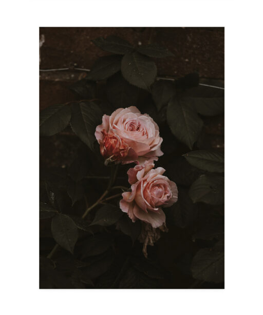 Pink Roses on Black Floral FLORES_010 - Image 7