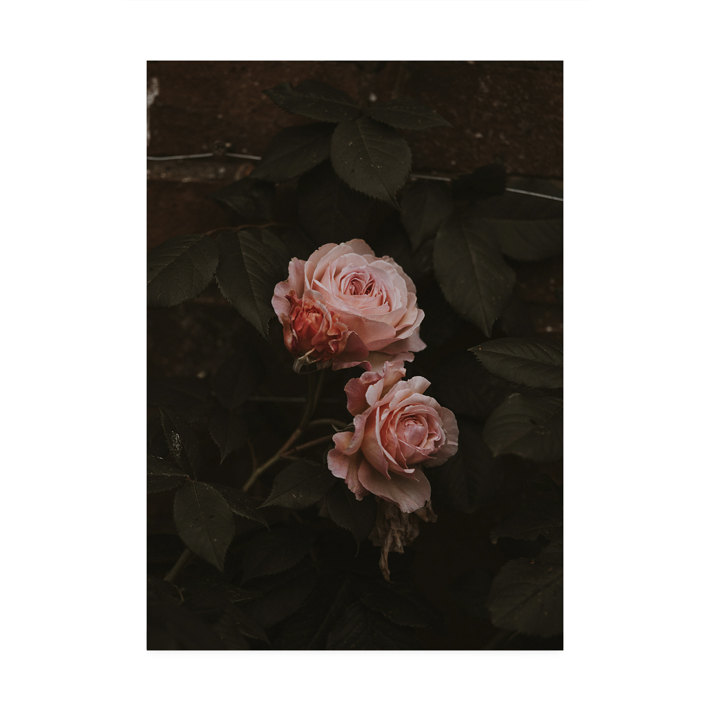 Pink Roses on Black Floral FLORES_010 - Image 7