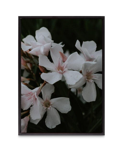 White Oleander Floral FLORES_011 - Image 8