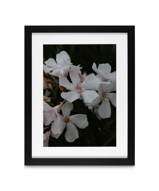 White Oleander Floral FLORES_011 - Image 4