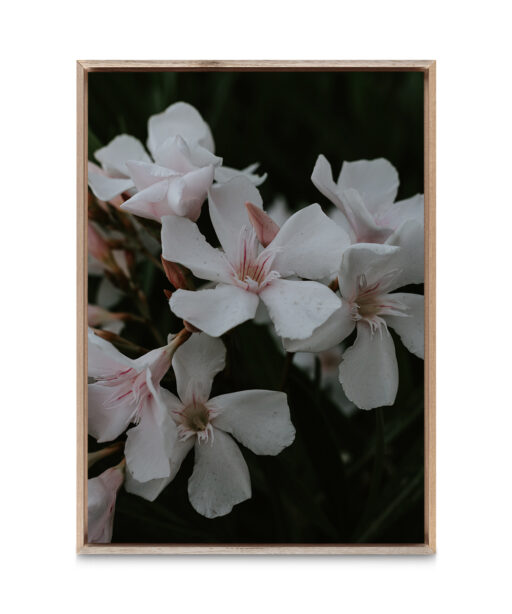 White Oleander Floral FLORES_011 - Image 5