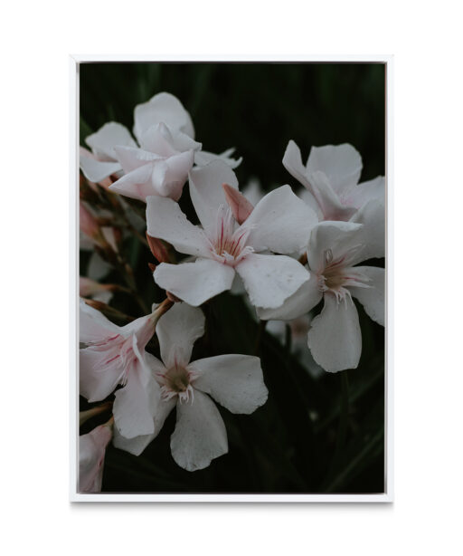 White Oleander Floral FLORES_011 - Image 6