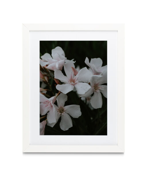 White Oleander Floral FLORES_011 - Image 3