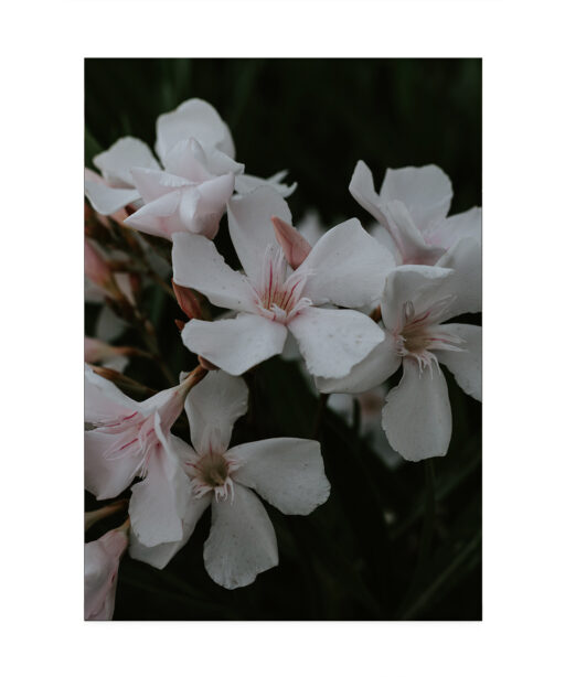 White Oleander Floral FLORES_011 - Image 7
