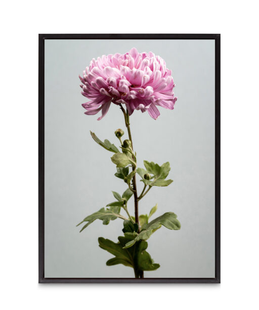 Pink Chrysanthemum Floral FLORES_012 - Image 8