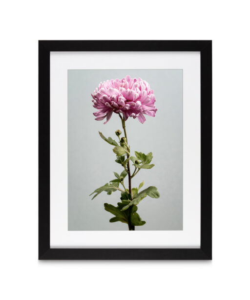 Pink Chrysanthemum Floral FLORES_012 - Image 4