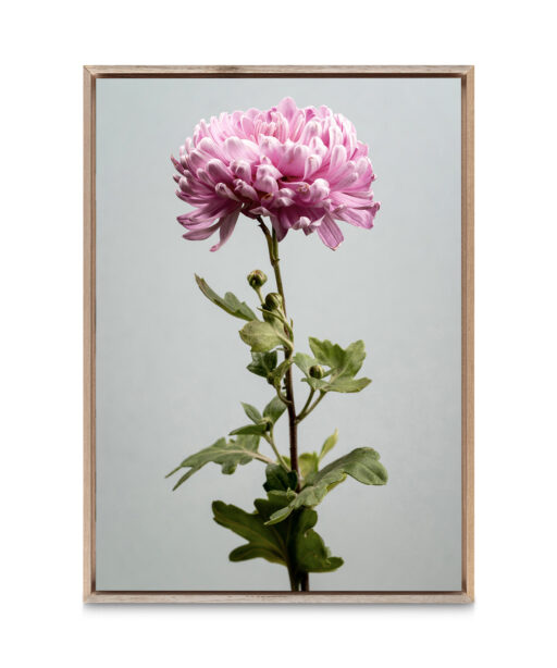 Pink Chrysanthemum Floral FLORES_012 - Image 5