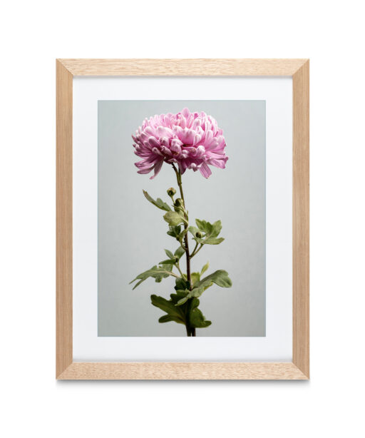 Alternative view of Pink Chrysanthemum Floral FLORES_012