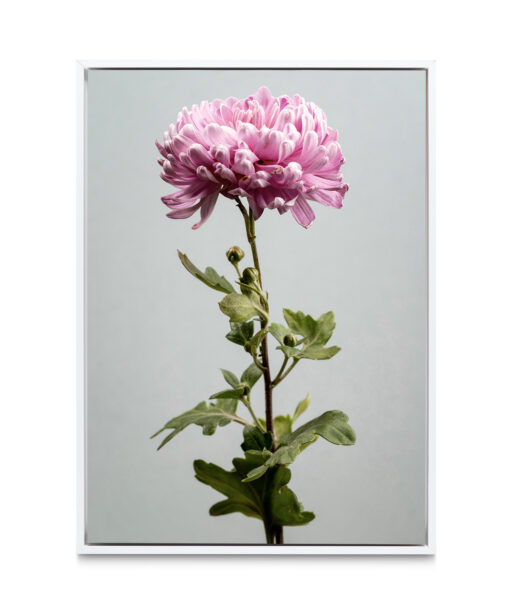 Pink Chrysanthemum Floral FLORES_012 - Image 6