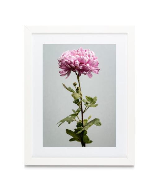 Pink Chrysanthemum Floral FLORES_012 - Image 3